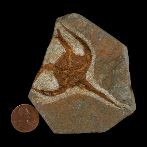 2.4" Brittlestar Ophiura Sp Starfish Fossil Ordovician Age Morocco COA - Fossil Age Minerals