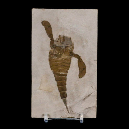 4.1" Eurypterus Sea Scorpion Fossil Eurypterid Silurian 420 Mil Yrs Old New York Stand