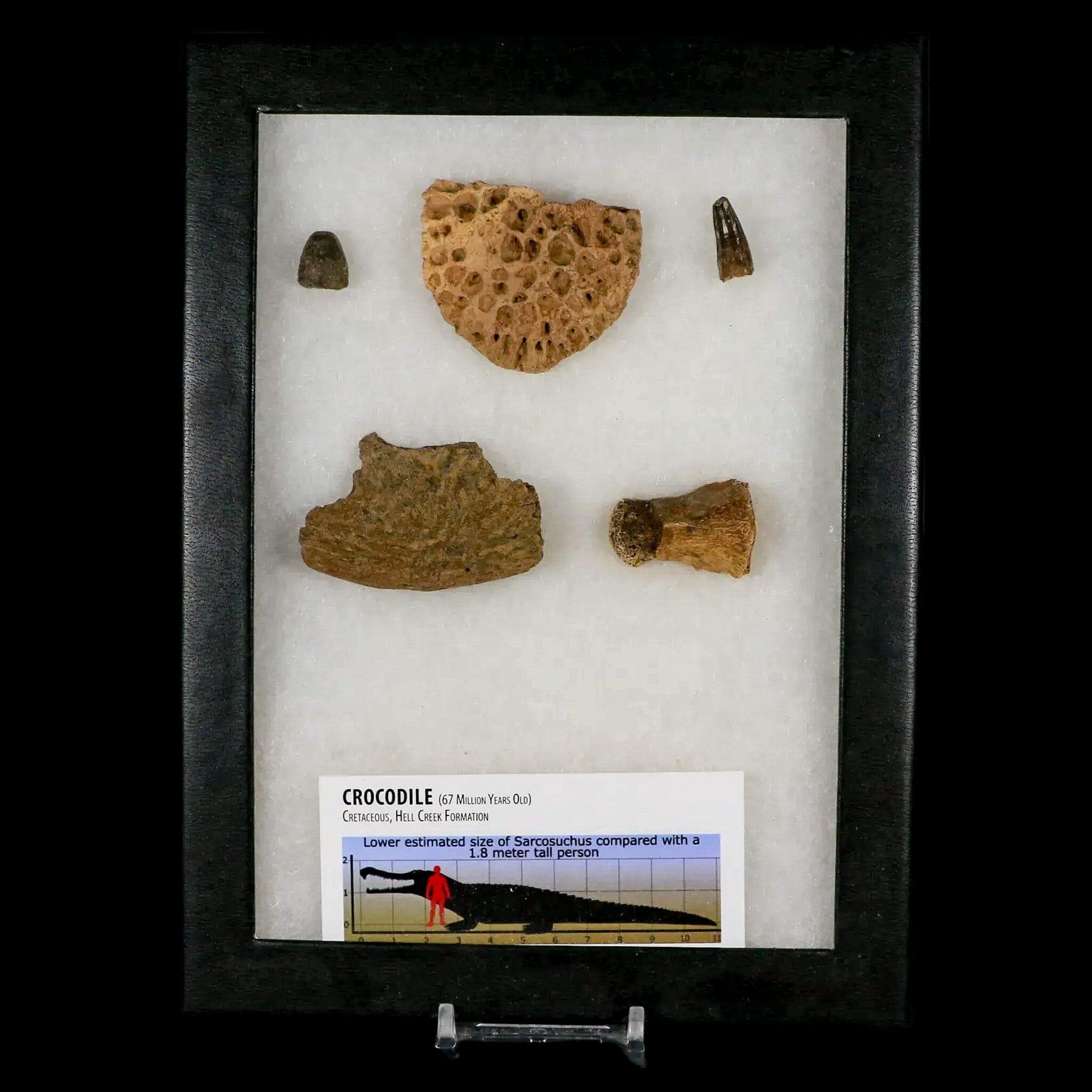 Crocodile Scute Armor Dermal Plates Teeth, Fossil Bones Dinosaur Age Hell Creek MT - Fossil Age Minerals