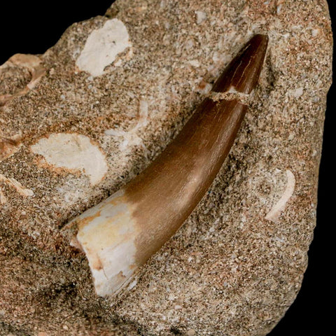 1.7" Plesiosaur Zarafasaura Tooth Fossil In Matrix Cretaceous Dinosaur Era COA