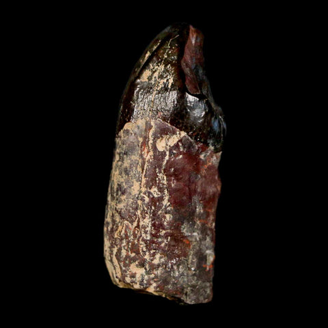 1.6" Coryphodon Fossil Tooth Willwood Formation Big Horn County Wyoming Stand