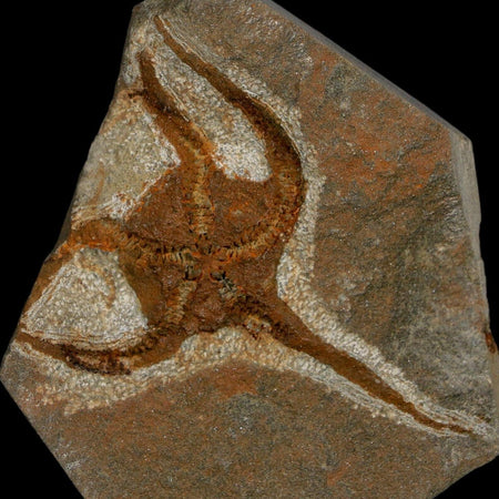 2.4" Brittlestar Ophiura Sp Starfish Fossil Ordovician Age Morocco COA