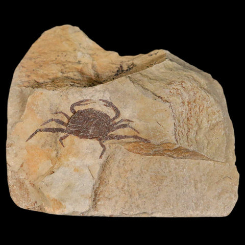 1.2" Fossil Crab Pinnixa Galliheri Pea Crab Monterey Cty San Luis Obispo Miocene Epoch - Fossil Age Minerals