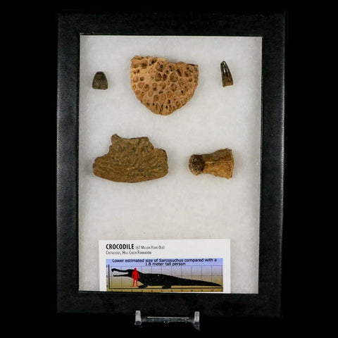 Crocodile Scute Armor Dermal Plates Teeth, Fossil Bones Dinosaur Age Hell Creek MT - Fossil Age Minerals
