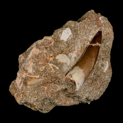 1.7" Plesiosaur Zarafasaura Tooth Fossil In Matrix Cretaceous Dinosaur Era COA