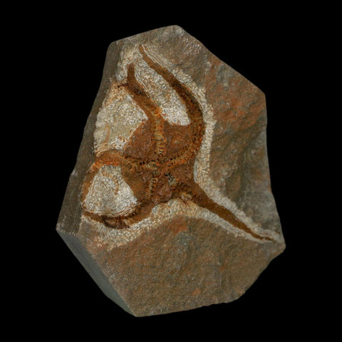 2.4" Brittlestar Ophiura Sp Starfish Fossil Ordovician Age Morocco COA - Fossil Age Minerals