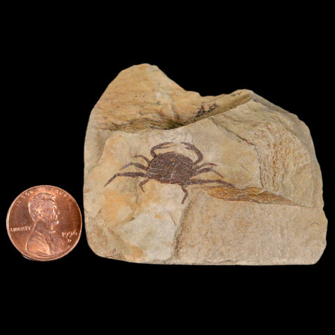 1.2" Fossil Crab Pinnixa Galliheri Pea Crab Monterey Cty San Luis Obispo Miocene Epoch - Fossil Age Minerals