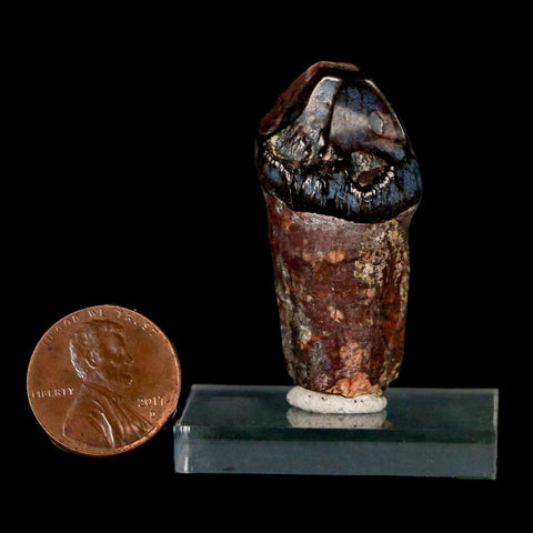 1.6" Coryphodon Fossil Tooth Willwood Formation Big Horn County Wyoming Stand