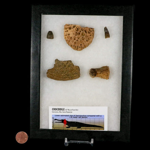 Crocodile Scute Armor Dermal Plates Teeth, Fossil Bones Dinosaur Age Hell Creek MT - Fossil Age Minerals