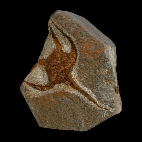 2.4" Brittlestar Ophiura Sp Starfish Fossil Ordovician Age Morocco COA - Fossil Age Minerals
