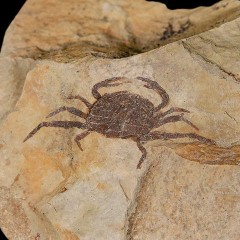 1.2" Fossil Crab Pinnixa Galliheri Pea Crab Monterey Cty San Luis Obispo Miocene Epoch - Fossil Age Minerals