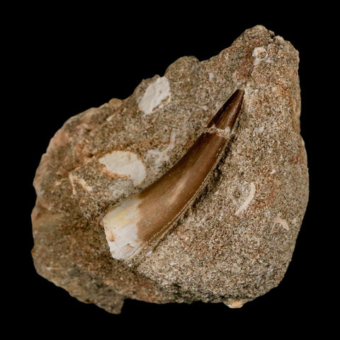 1.7" Plesiosaur Zarafasaura Tooth Fossil In Matrix Cretaceous Dinosaur Era COA