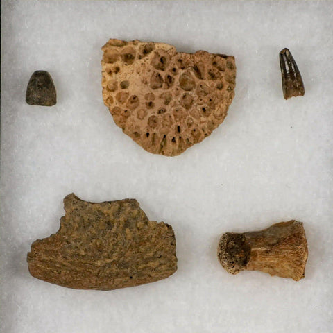 Crocodile Scute Armor Dermal Plates Teeth, Fossil Bones Dinosaur Age Hell Creek MT - Fossil Age Minerals