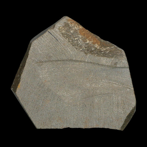 2.4" Brittlestar Ophiura Sp Starfish Fossil Ordovician Age Morocco COA - Fossil Age Minerals