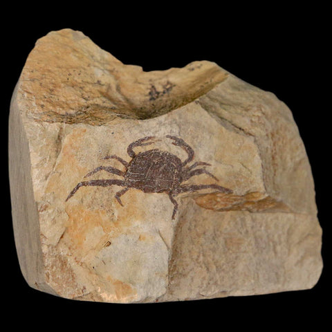 1.2" Fossil Crab Pinnixa Galliheri Pea Crab Monterey Cty San Luis Obispo Miocene Epoch - Fossil Age Minerals