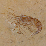 1.7" Fossil Shrimp Carpopenaeus Cretaceous Age 100 Mil Yrs Old Lebanon COA