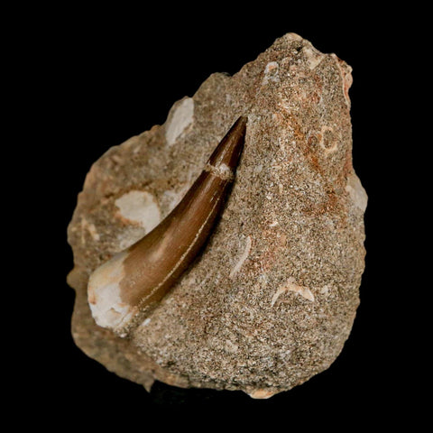 1.7" Plesiosaur Zarafasaura Tooth Fossil In Matrix Cretaceous Dinosaur Era COA