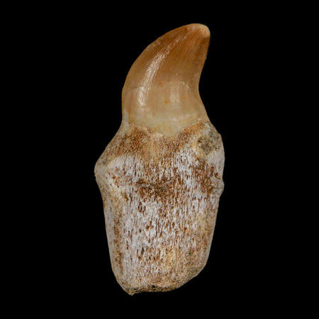 1.4" Halisaurus Walkeri Mosasaur Fossil Tooth Rooted Cretaceous Dinosaur Era COA