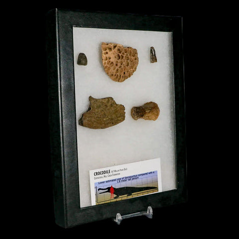 Crocodile Scute Armor Dermal Plates Teeth, Fossil Bones Dinosaur Age Hell Creek MT - Fossil Age Minerals