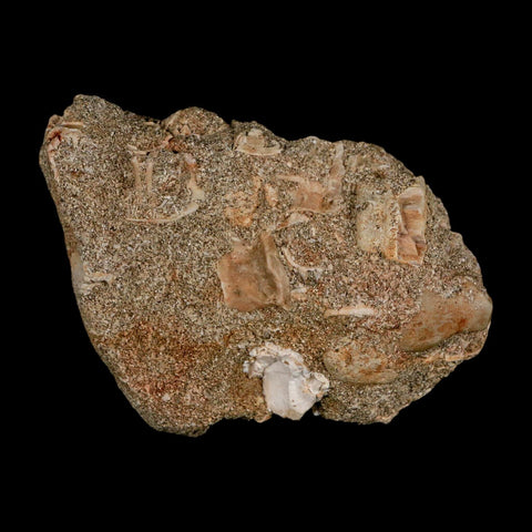 1.7" Plesiosaur Zarafasaura Tooth Fossil In Matrix Cretaceous Dinosaur Era COA