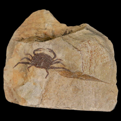 1.2" Fossil Crab Pinnixa Galliheri Pea Crab Monterey Cty San Luis Obispo Miocene Epoch - Fossil Age Minerals