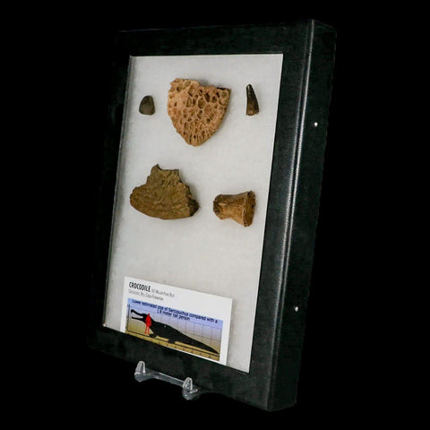 Crocodile Scute Armor Dermal Plates Teeth, Fossil Bones Dinosaur Age Hell Creek MT - Fossil Age Minerals