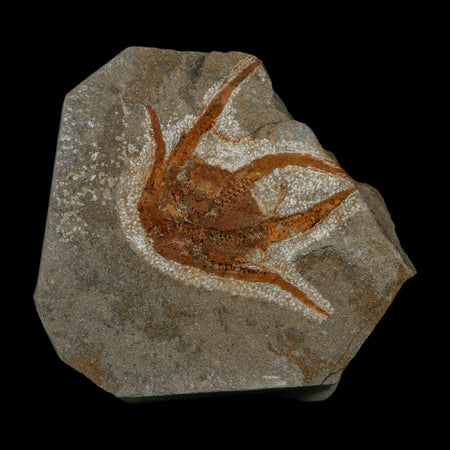 2.2" Brittlestar Ophiura Sp Starfish Fossil Ordovician Age Morocco COA