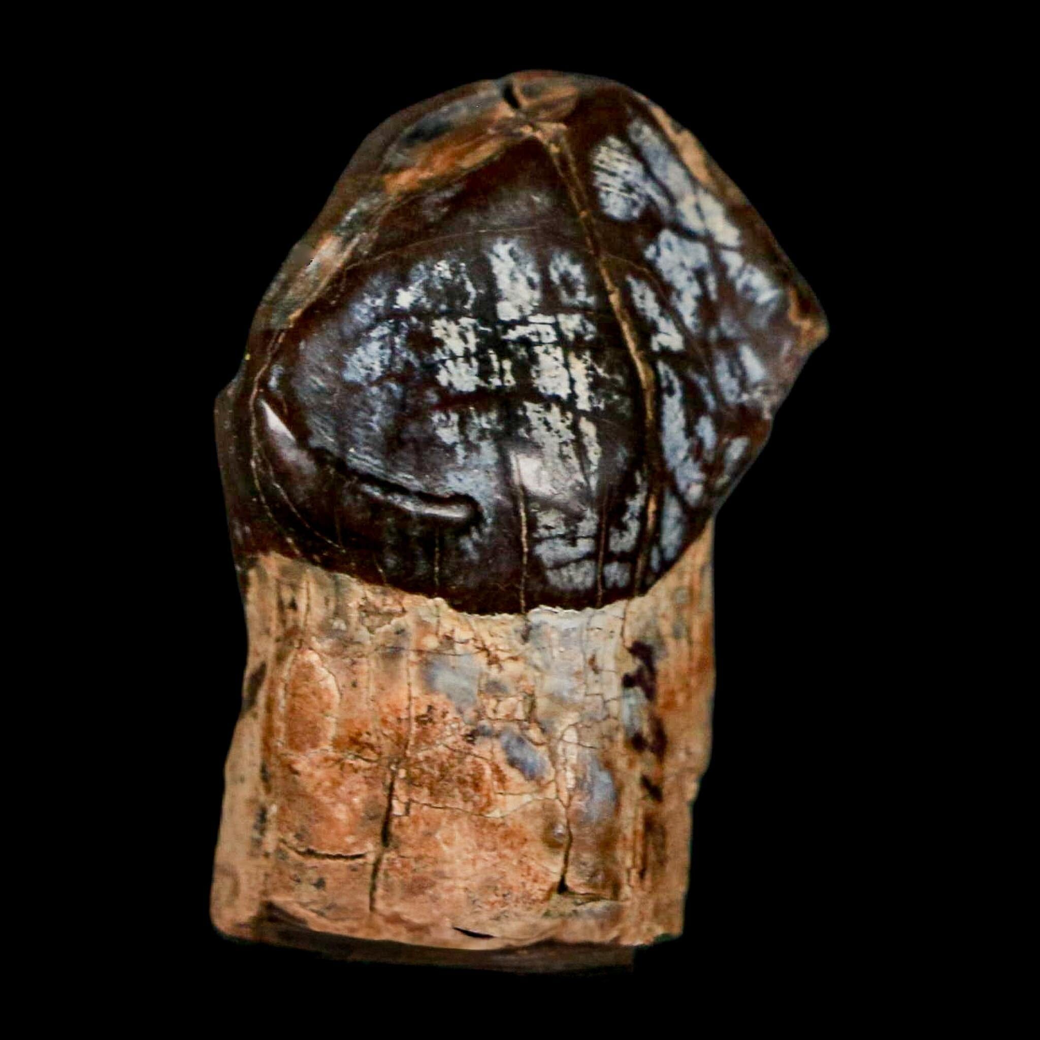 1.2" Coryphodon Fossil Tooth Willwood Formation Big Horn County Wyoming Stand - Fossil Age Minerals