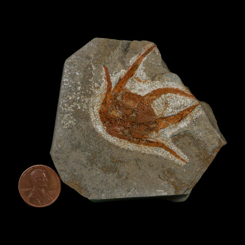 2.2" Brittlestar Ophiura Sp Starfish Fossil Ordovician Age Morocco COA - Fossil Age Minerals