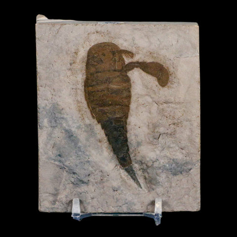 2.8" Eurypterus Sea Scorpion Fossil Eurypterid Silurian 420 Mil Yrs Old New York Stand - Fossil Age Minerals
