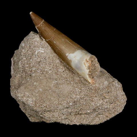 XL 2.2" Plesiosaur Zarafasaura Tooth Fossil In Matrix Cretaceous Dinosaur Era COA