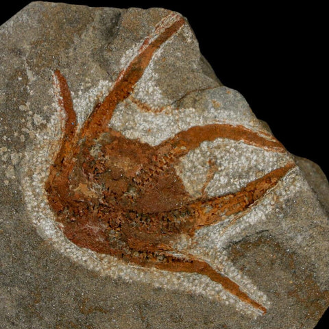2.2" Brittlestar Ophiura Sp Starfish Fossil Ordovician Age Morocco COA - Fossil Age Minerals