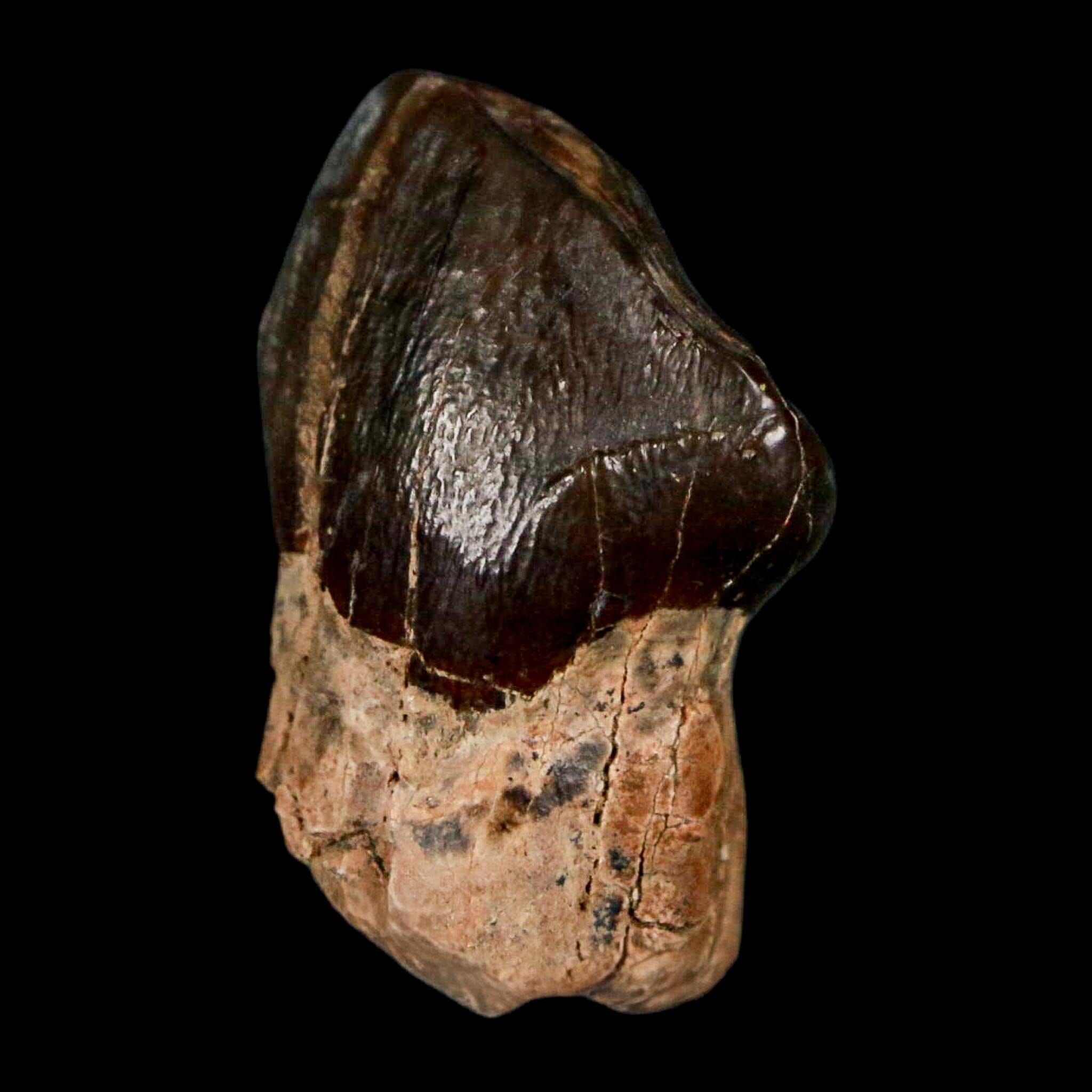 1.2" Coryphodon Fossil Tooth Willwood Formation Big Horn County Wyoming Stand - Fossil Age Minerals
