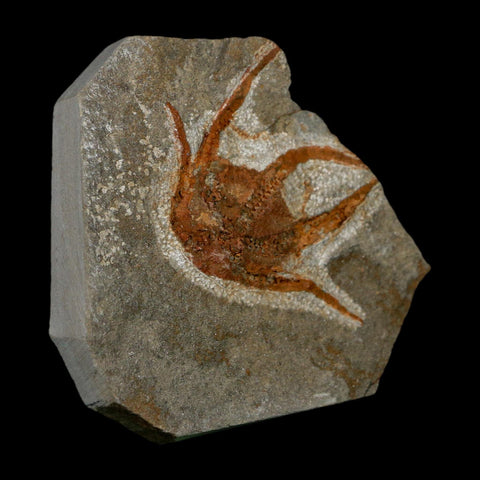 2.2" Brittlestar Ophiura Sp Starfish Fossil Ordovician Age Morocco COA - Fossil Age Minerals