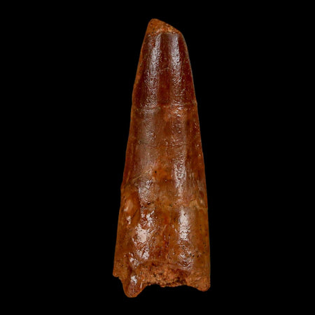 1.8" Spinosaurus Fossil Tooth 100 Million Years Old Cretaceous Dinosaur COA Stand