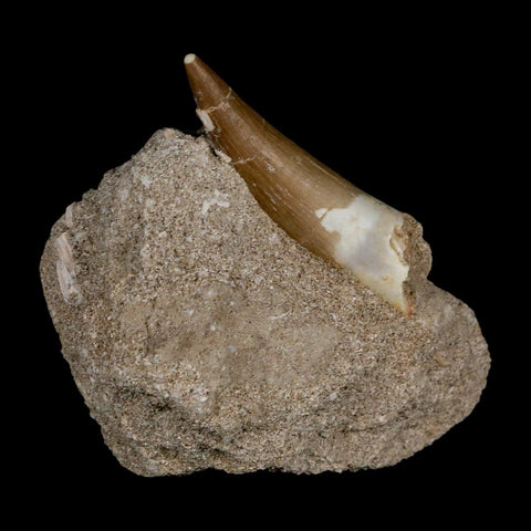 XL 2.2" Plesiosaur Zarafasaura Tooth Fossil In Matrix Cretaceous Dinosaur Era COA