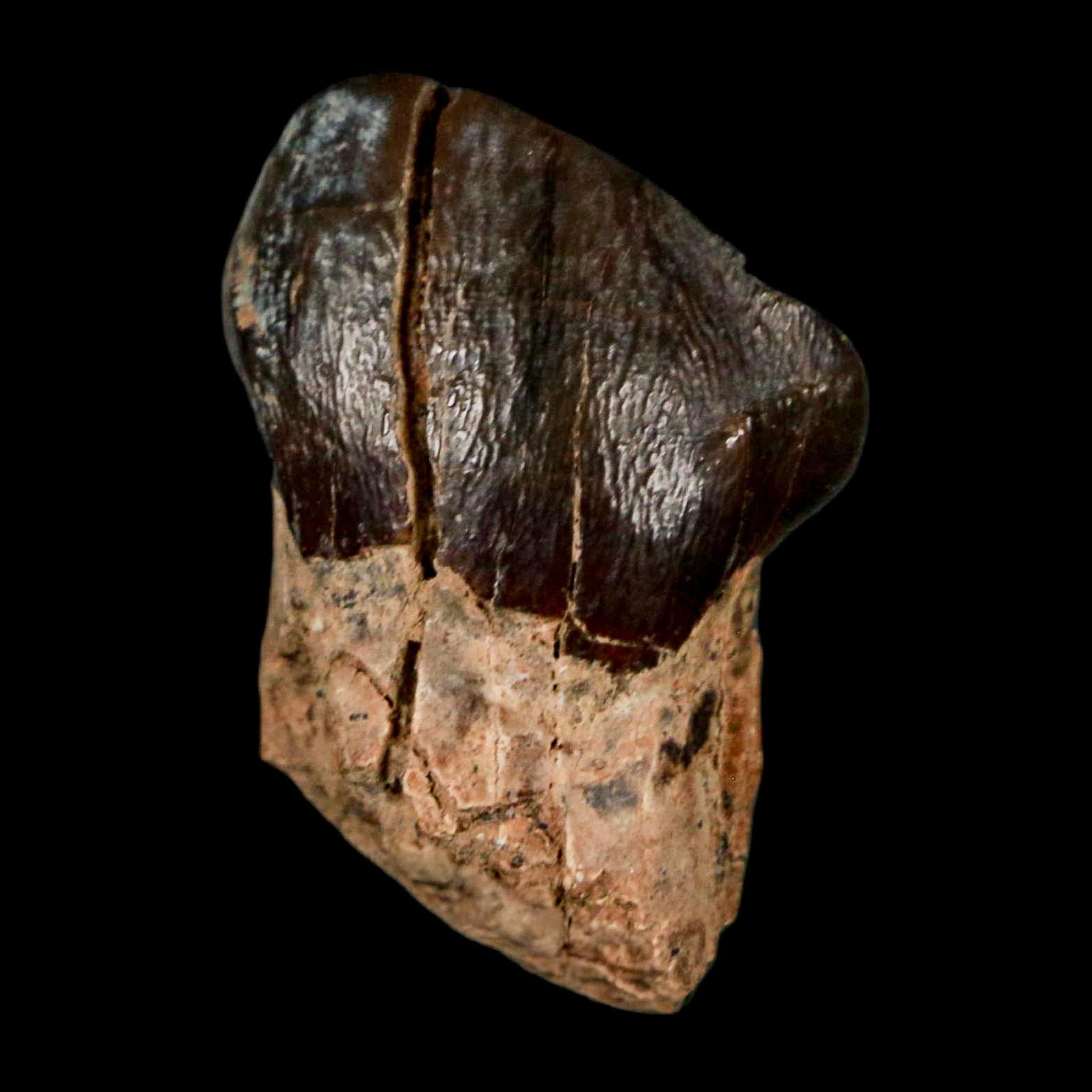 1.2" Coryphodon Fossil Tooth Willwood Formation Big Horn County Wyoming Stand - Fossil Age Minerals