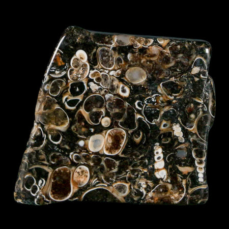 1.6" Polished Cut Slab Of Fossil Turritella Shells Eocene Age Wyoming Gastropod Shells