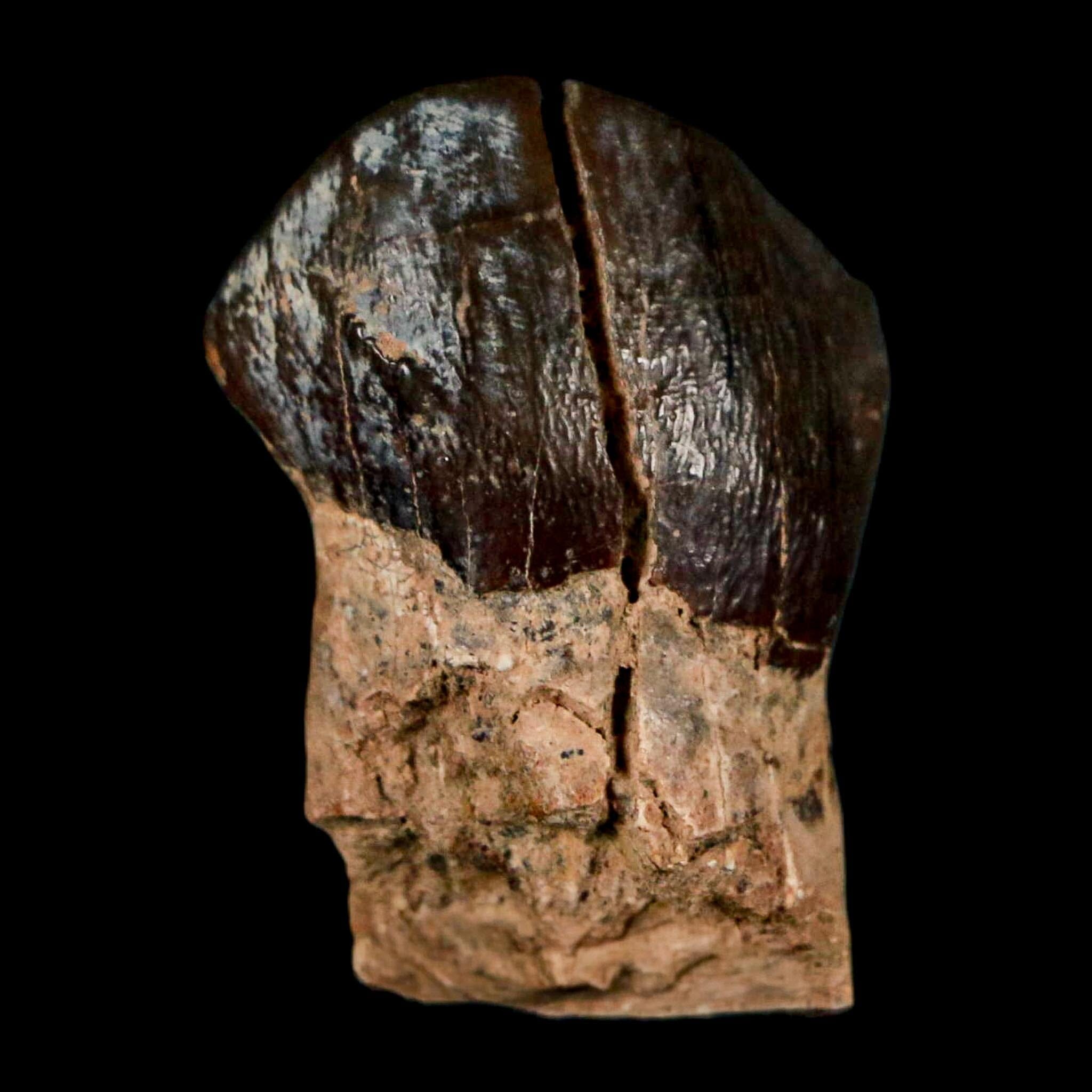 1.2" Coryphodon Fossil Tooth Willwood Formation Big Horn County Wyoming Stand - Fossil Age Minerals