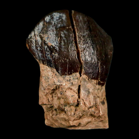 1.2" Coryphodon Fossil Tooth Willwood Formation Big Horn County Wyoming Stand