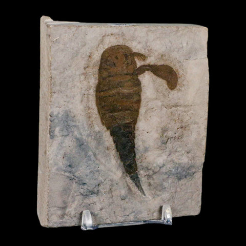 2.8" Eurypterus Sea Scorpion Fossil Eurypterid Silurian 420 Mil Yrs Old New York Stand - Fossil Age Minerals