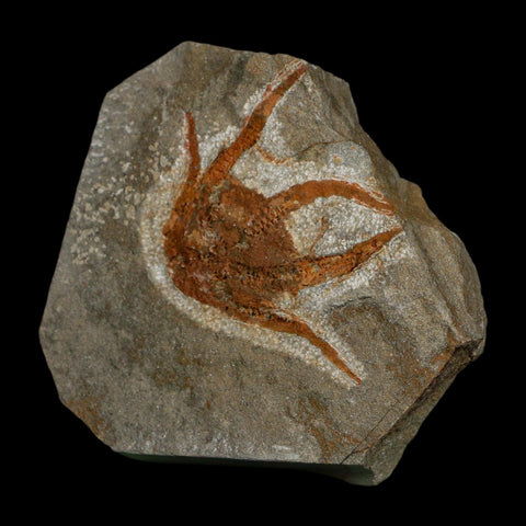 2.2" Brittlestar Ophiura Sp Starfish Fossil Ordovician Age Morocco COA - Fossil Age Minerals