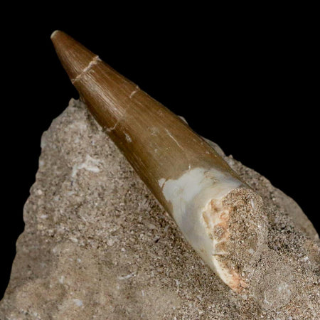 XL 2.2" Plesiosaur Zarafasaura Tooth Fossil In Matrix Cretaceous Dinosaur Era COA