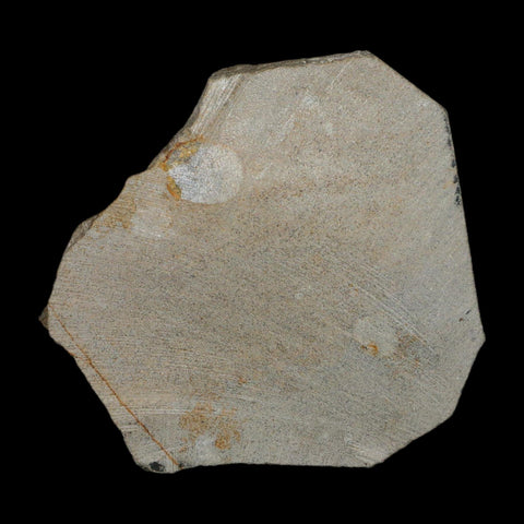 2.2" Brittlestar Ophiura Sp Starfish Fossil Ordovician Age Morocco COA - Fossil Age Minerals