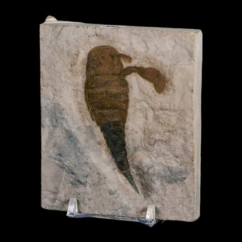 2.8" Eurypterus Sea Scorpion Fossil Eurypterid Silurian 420 Mil Yrs Old New York Stand - Fossil Age Minerals