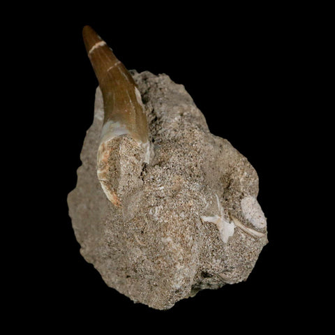 XL 2.2" Plesiosaur Zarafasaura Tooth Fossil In Matrix Cretaceous Dinosaur Era COA