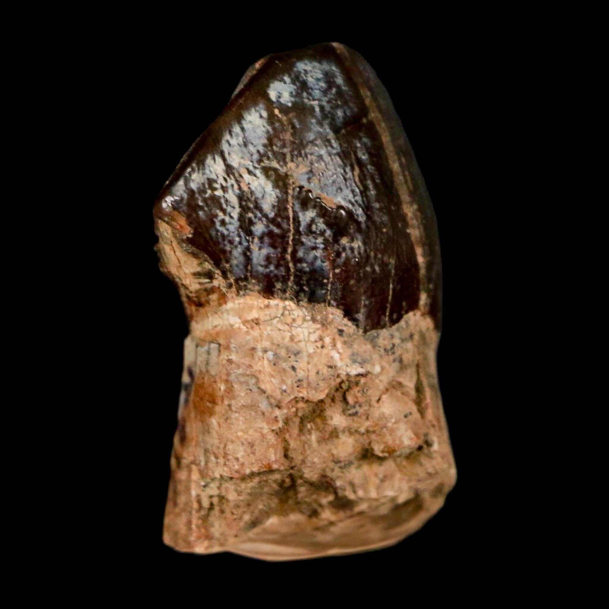 1.2" Coryphodon Fossil Tooth Willwood Formation Big Horn County Wyoming Stand - Fossil Age Minerals