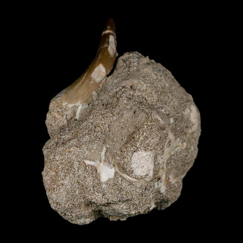 XL 2.2" Plesiosaur Zarafasaura Tooth Fossil In Matrix Cretaceous Dinosaur Era COA