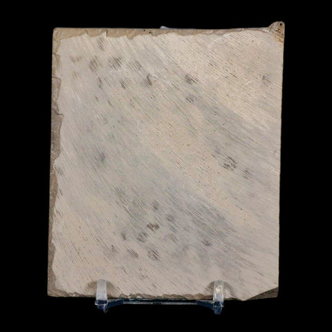 2.8" Eurypterus Sea Scorpion Fossil Eurypterid Silurian 420 Mil Yrs Old New York Stand - Fossil Age Minerals