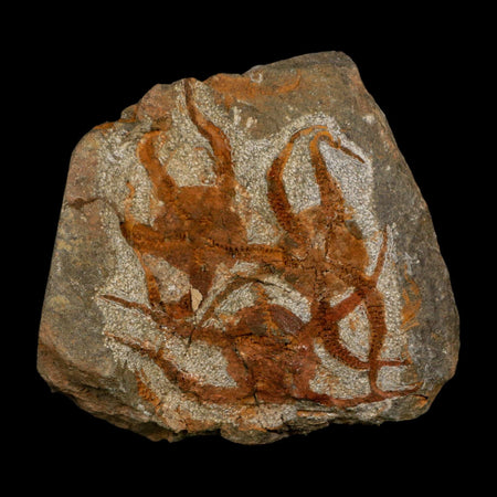 3 Three Brittlestar Ophiura Sp Starfish Fossil Ordovician Age Morocco COA